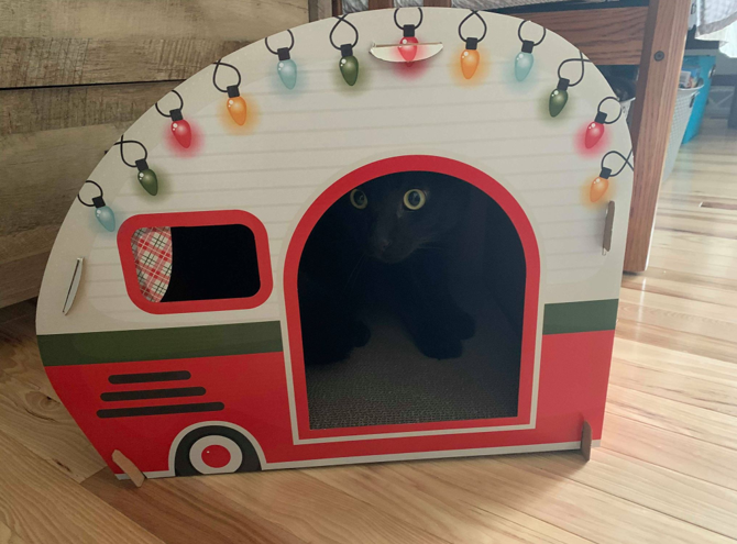 wondershop cat house